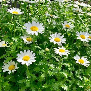 Puede incluir: Un letrero de madera hecho a mano con el texto "Welcome" en una fuente juguetona. El letrero presenta un fondo blanco desgastado y un borde marrón oscuro, perfecto para una puerta de entrada. Mide aproximadamente 30 cm de ancho.