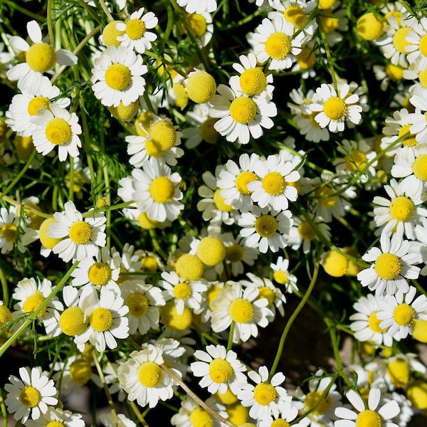 Chamomile Plant (2.5 Inch Pot)