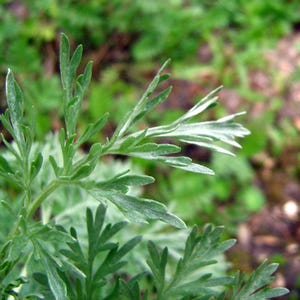 May include: Close-up of a green leafy plant with a silvery-green hue. The leaves are delicate and feathery, with a soft texture.