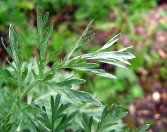May include: Close-up of a green leafy plant with a silvery-green hue. The leaves are delicate and feathery, with a soft texture.