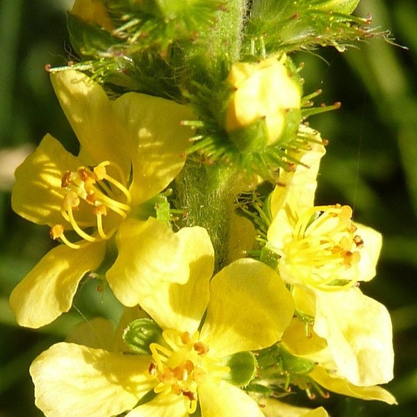 Agrimony Live Plant, 2.5 Inch Pot