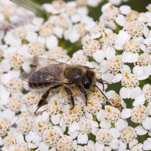 Yarrow Plant: Hardy Perennial Herb, White Blooms - 3.5 Inch Pot