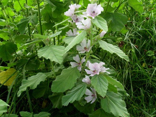 Marshmallow Live Plant Live Medicinal Herb Flower Plant