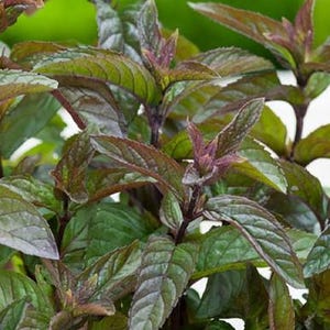 May include: Close-up of a plant with green and burgundy leaves. The leaves have a textured appearance and are arranged in a layered pattern. The plant has a vibrant green background.