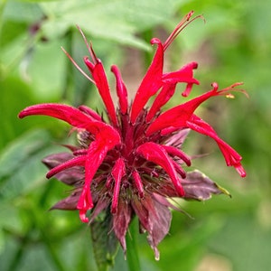 Planta de bálsamo de abeja escarlata (Monarda didyma) - Maceta de 3,25” - Atrae polinizadores -