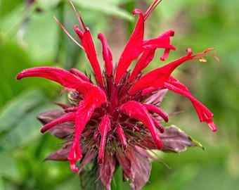 Scarlet Bee Balm Plant (Monarda didyma) - 3.25” Pot— Attracts Pollinators -
