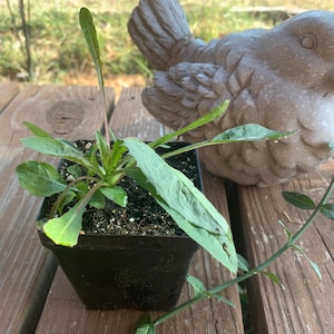Dormant Chicory Plant, 3.5 Inch pot- Cichorium intybus - Blue Wildflower Perennial Native Herb