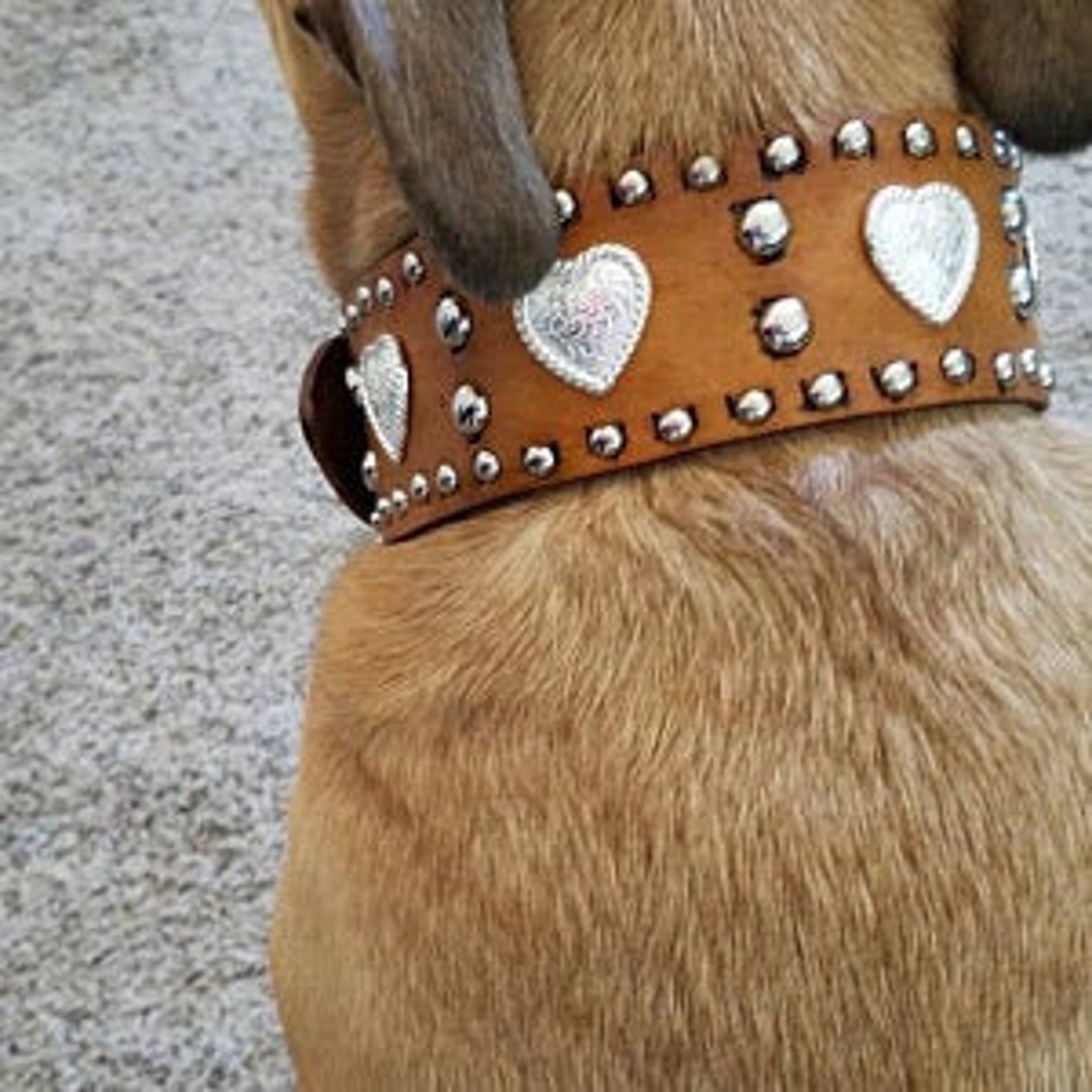 Leather Dog Collar Heart Conchos Studs Dog Collar Custom Etsy
