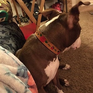 May include: A brown and white dog wearing a tan leather dog collar with red roses and green leaves.
