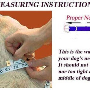 May include: A close-up image shows how to measure a dog's neck for a collar. A person is holding a measuring tape around the dog's neck. The tape reads 23 inches. The image also shows a diagram of a collar with the text "Proper Neck Size". The text below the diagram reads: "This is the way to measure your dog's neck correctly. It should not be too loose nor too tight and in the middle of dog's neck."