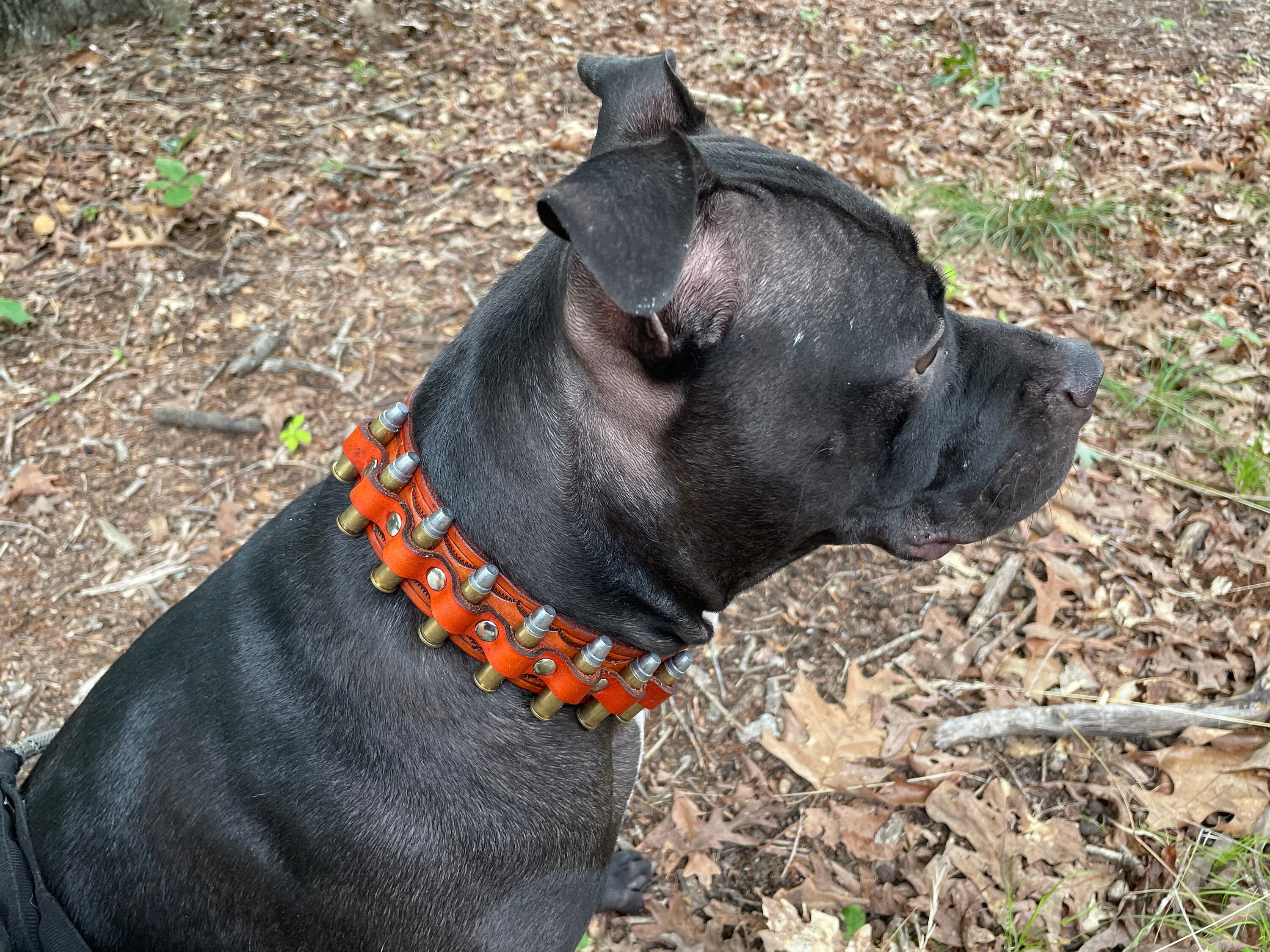 Bullet dog collar hot sale