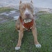 Owner of <a href='https://www.etsy.com/shop/PetCityCenter?ref=l2-about-shopname&from_page=listing' class='wt-text-link'>PetCityCenter</a>