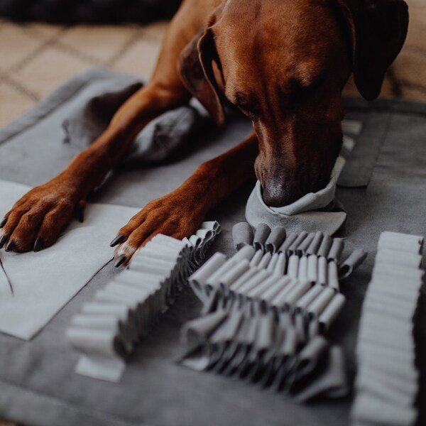 Anti-Stress-Futtermatte für Hunde mit hohem und niedrigem Energiebedarf, Welpen und Hunden in der Reha bei Geheinschränkungen.