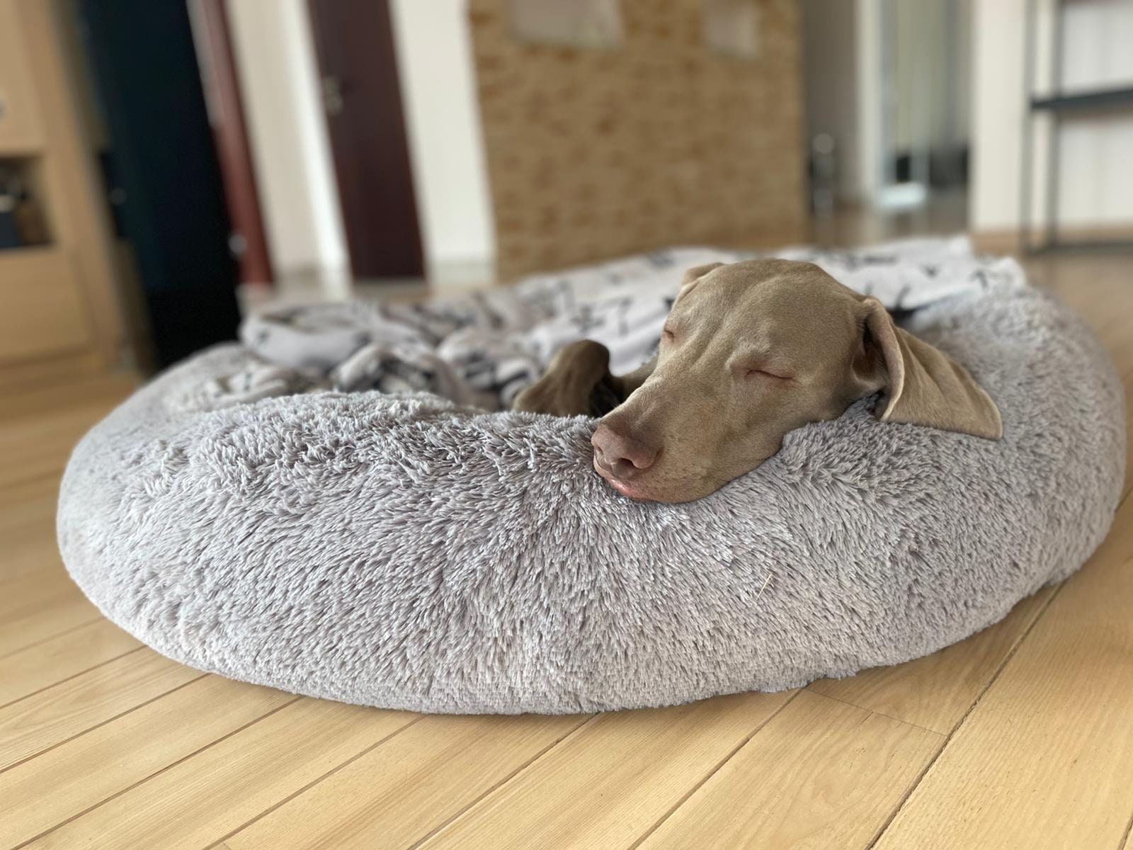 Big fluffy dog bed discount
