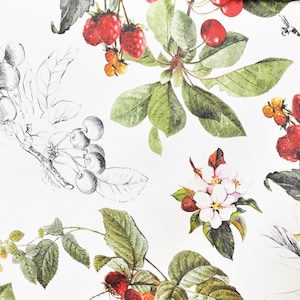 PROVENCE BERRIES Fabric SAMPLE: French Oilcloth Acrylic Cotton Coated Wipeable Stain Resistant Heavy Cotton Material - Home Decoration