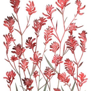 Greeting Card Kangaroo Paw