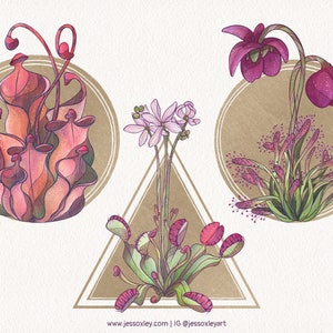 Carnivorous Plants Watercolour Clipart, Exotic Plants, Pitcher Plants Watercolour Clipart, Venus Fly Trap, Unique Plants, Sundew Plants zdjęcie 8