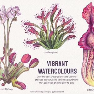 Carnivorous Plants Watercolour Clipart, Exotic Plants, Pitcher Plants Watercolour Clipart, Venus Fly Trap, Unique Plants, Sundew Plants zdjęcie 3