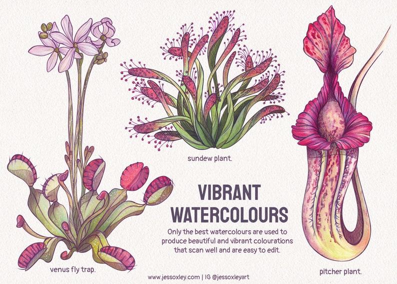 Carnivorous Plants Watercolour Clipart, Exotic Plants, Pitcher Plants Watercolour Clipart, Venus Fly Trap, Unique Plants, Sundew Plants zdjęcie 3