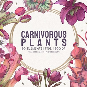 Vleesetende planten Aquarel Clipart, Exotische planten, Pitcher Planten Aquarel Clipart, Venus Fly Trap, Unieke planten, Zonnedauw Planten