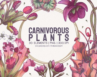 Carnivorous Plants Watercolour Clipart, Exotic Plants, Pitcher Plants Watercolour Clipart, Venus Fly Trap, Unique Plants, Sundew Plants