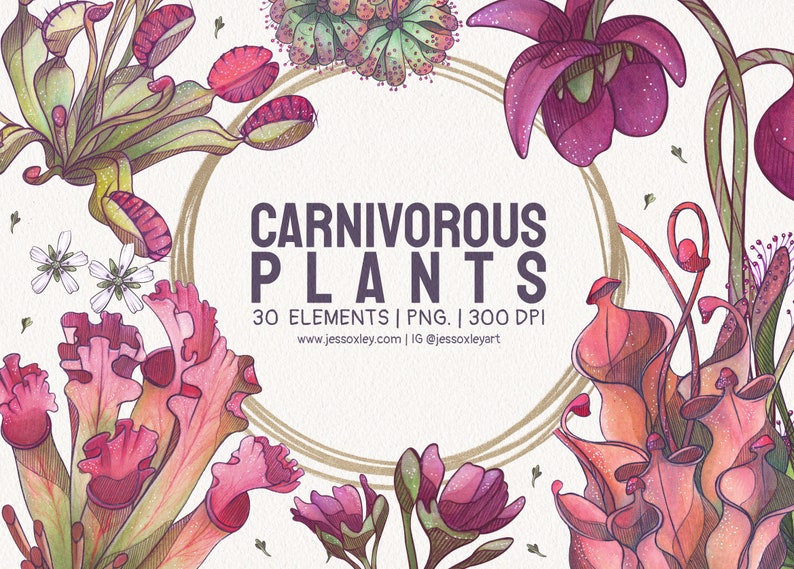 Carnivorous Plants Watercolour Clipart, Exotic Plants, Pitcher Plants Watercolour Clipart, Venus Fly Trap, Unique Plants, Sundew Plants zdjęcie 1