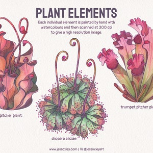 Carnivorous Plants Watercolour Clipart, Exotic Plants, Pitcher Plants Watercolour Clipart, Venus Fly Trap, Unique Plants, Sundew Plants zdjęcie 2