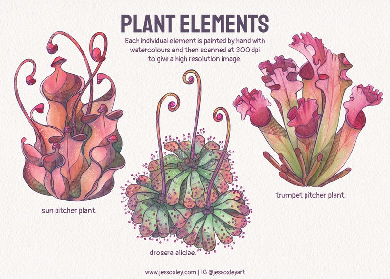 Carnivorous Plants Watercolour Clipart, Exotic Plants, Pitcher Plants Watercolour Clipart, Venus Fly Trap, Unique Plants, Sundew Plants image 2