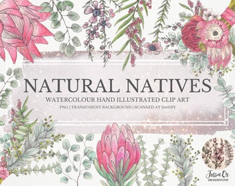 Australian Floral Clipart, Watercolor Clipart, Eucalyptus PNG, Natives, Floral Clipart, Watercolor Floral, Watercolour, Australian Clipart