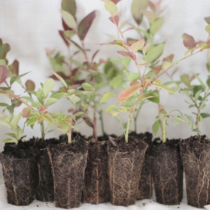 Ten Blueberry Plants for YOUR ZONE/Lot of 10 (ten) 3-6” Plugs /Ships Fall 2025/FALL Preorder