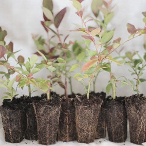 Blueberry Plants FOR YOUR ZONE Lot of 10 (ten) 4"-10" Plugs