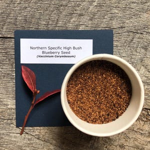 BOGO SALE! BULK Blueberry Seeds Northern Highbush Stratified/Ready to Plant
