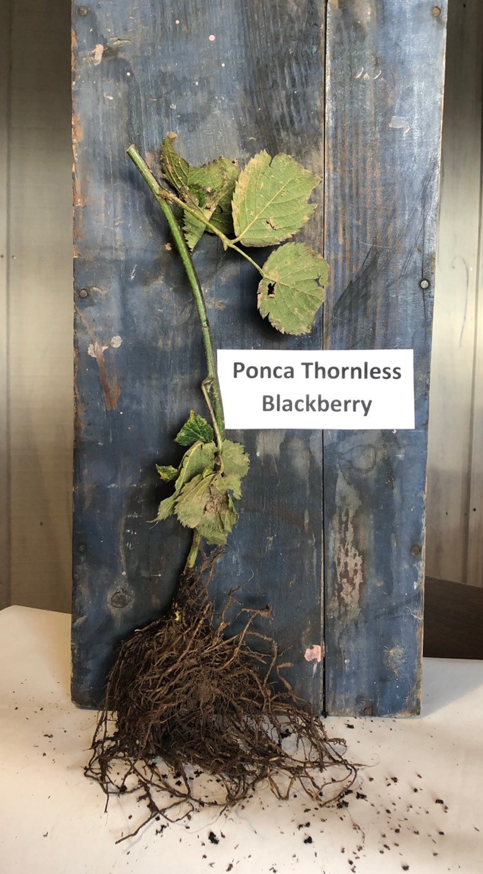 3 three Blackberry Plants Bare Root Thornless 1 Year Etsy