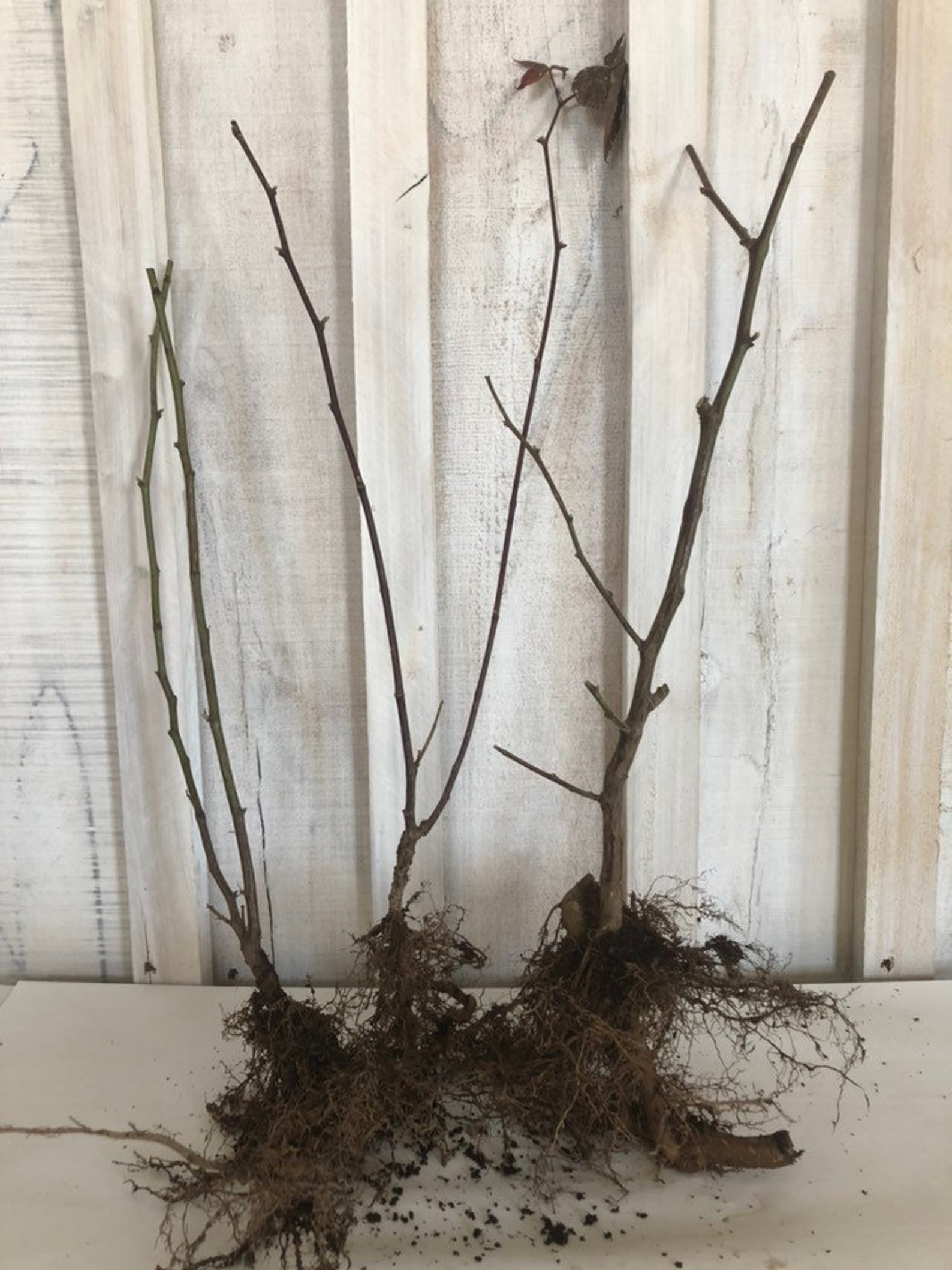 3 three Blackberry Plants Bare Root Thornless 1 Year Etsy