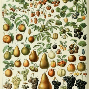 Impressão de pôster vintage de gráfico botânico de frutas