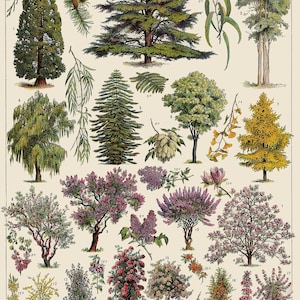 Vintage Baum botanische Karte Poster Print