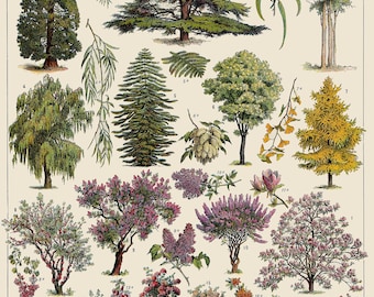 Vintage Tree Botanical Chart Poster Print