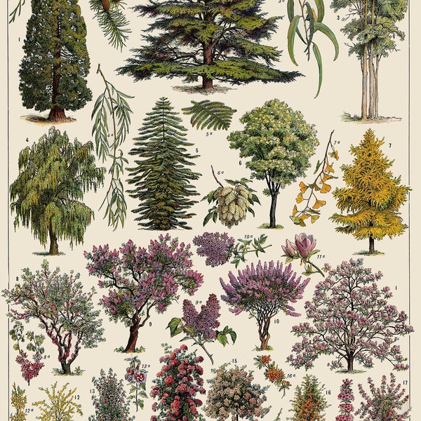 Vintage Tree Botanical Chart Poster Print