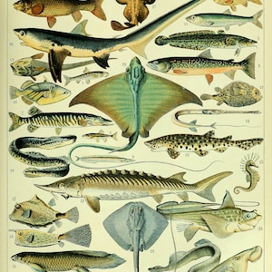 Vintage Fisch Karte Ozean Leben Poster Print