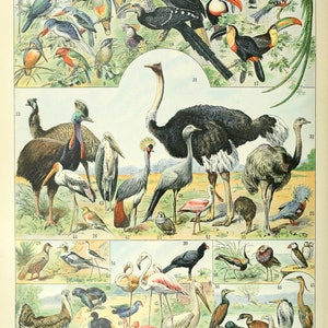 BC02 Vintage Vogel Botanische Karte Poster Print