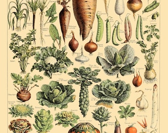 Vintage Vegetables Botanical Poster Print