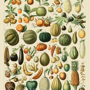 FC02 Obst Karte Botanischer Vintage Poster Print