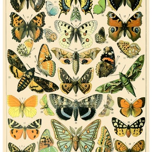 Póster con gráfico de mariposas vintage