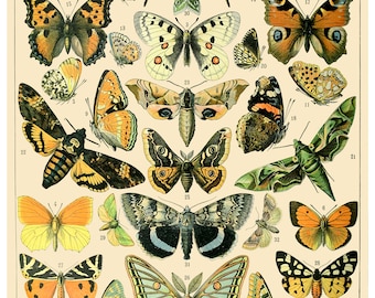 Vintage Butterfly Chart Poster Print