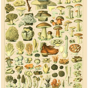 MB06 Gráfico botânico de cogumelos Impressão de pôster vintage