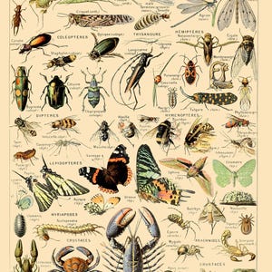 Póster con ilustración de insectos IC04