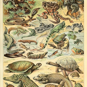 Vintage Reptiles Poster Print