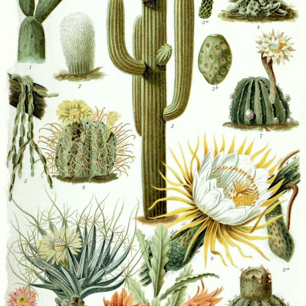 Vintage Cactus Illustration Poster Print
