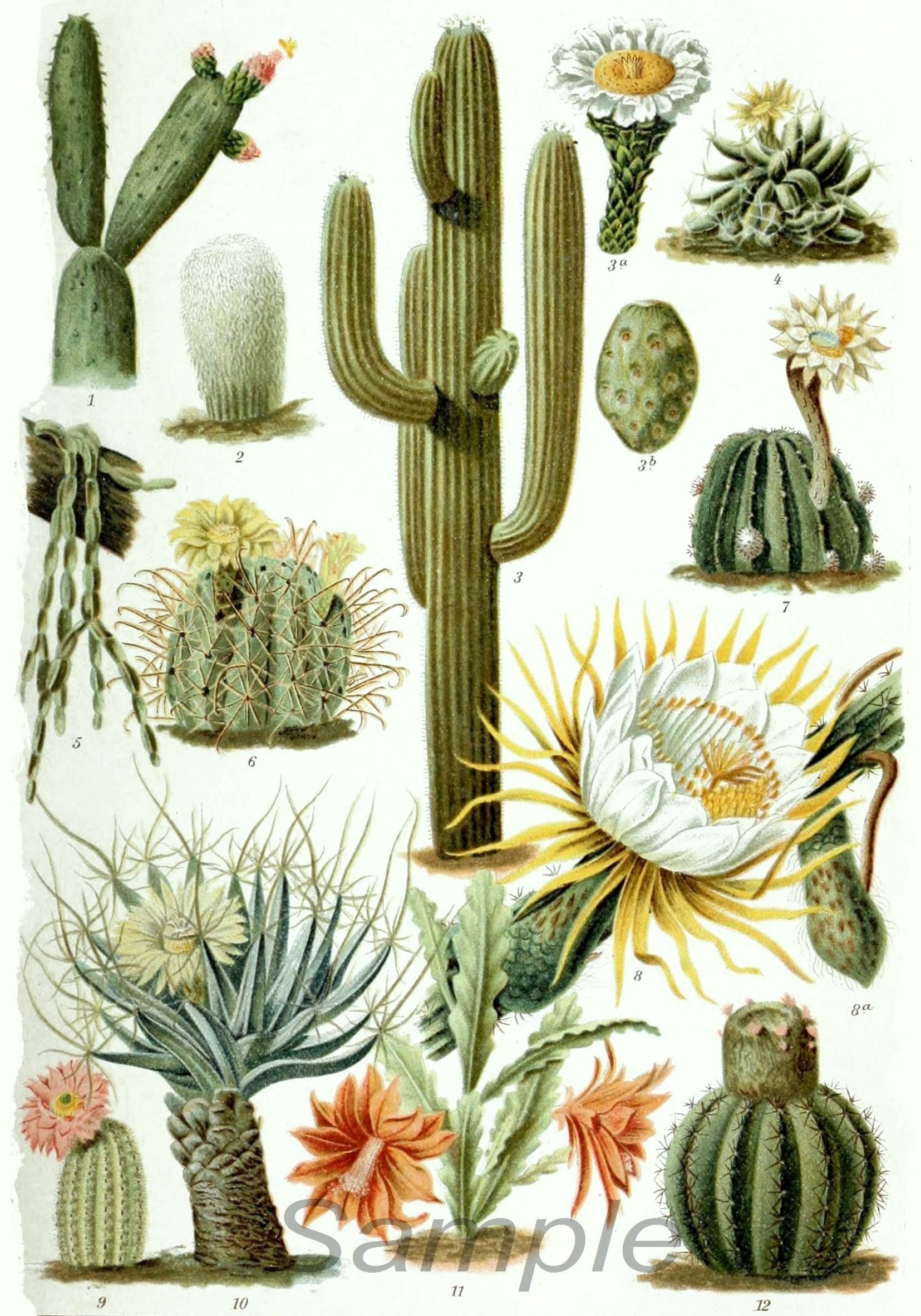 Vintage Cactus Illustration Poster Print - Etsy UK