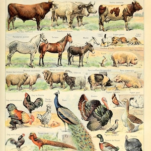 AC03 Gráfico de animales Impresión de póster vintage